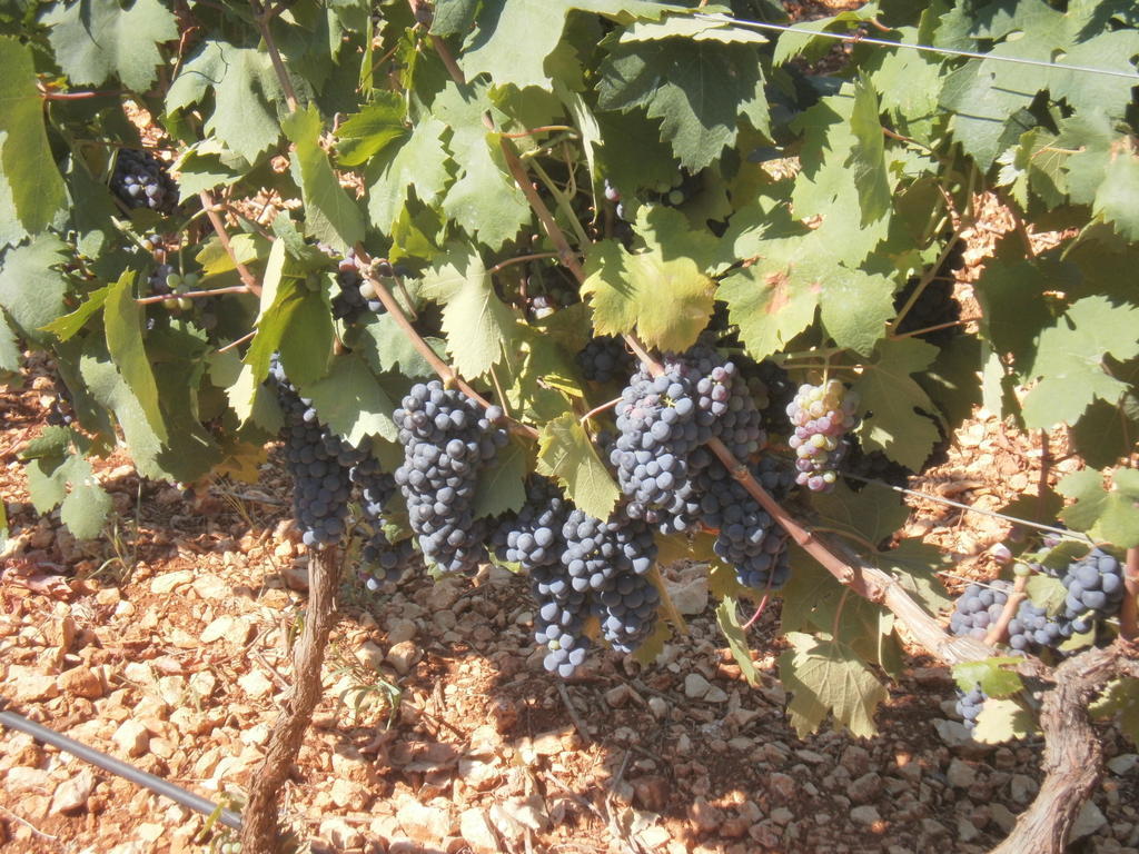 Masseria Nuova Francavilla Fontana Buitenkant foto